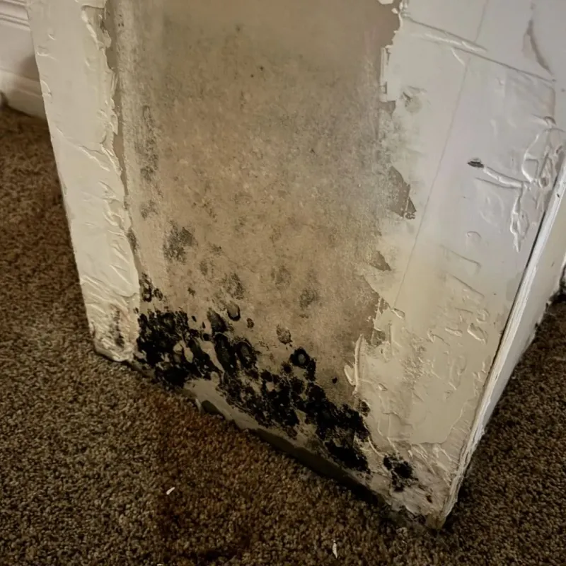 Professional Mold Removal in Gallatin County, IL